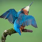 --- Eisvogel ---   ( Alcedo atthis )