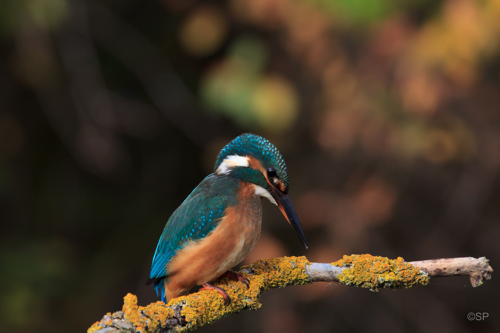 Eisvogel (Alcedo atthis)