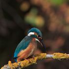 Eisvogel (Alcedo atthis)