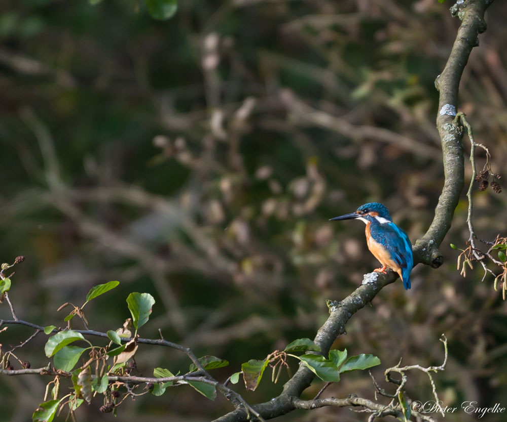 Eisvogel (Alcedo atthis)