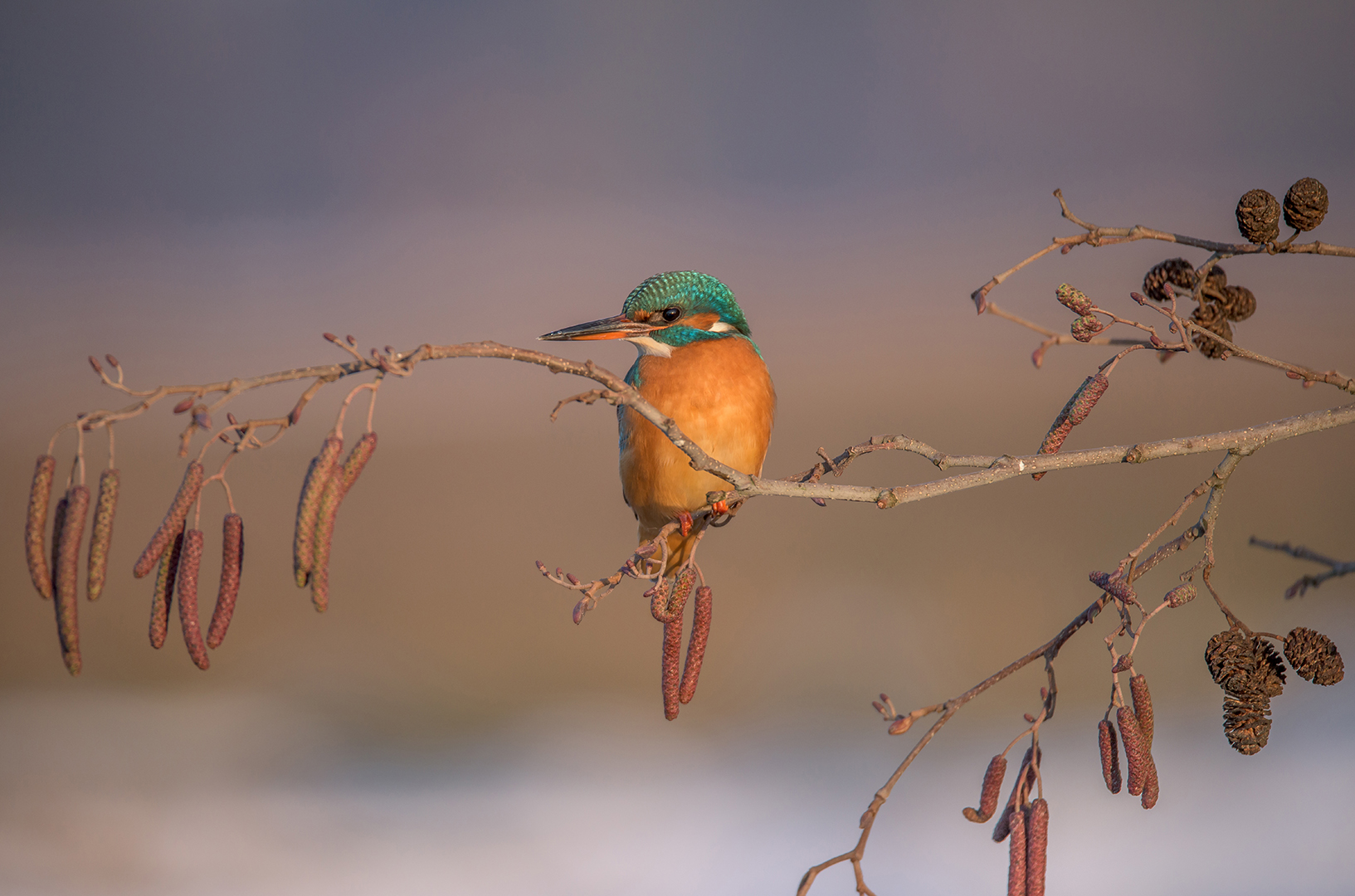 Eisvogel (Alcedo atthis)