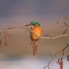 Eisvogel (Alcedo atthis)