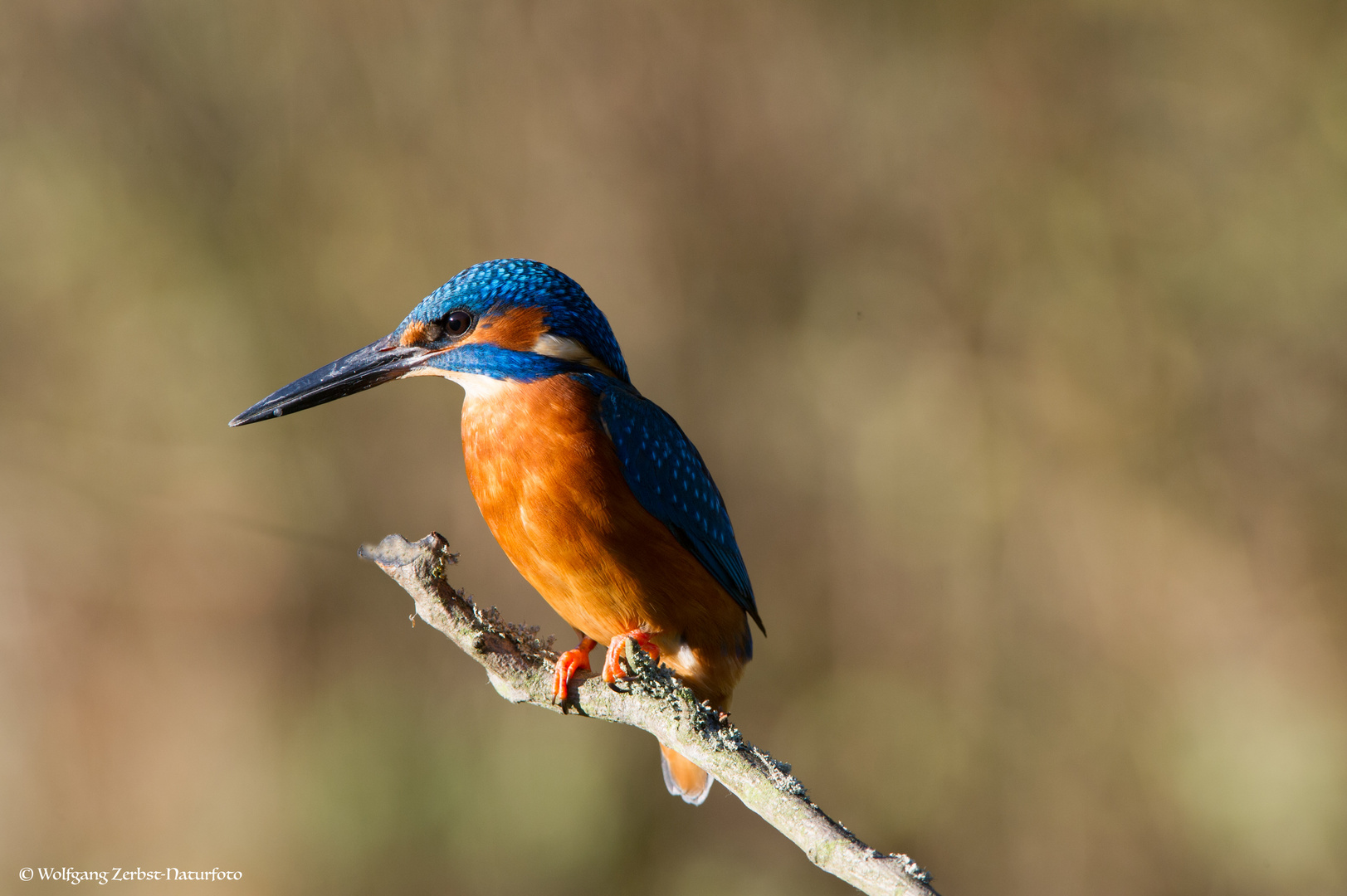 --- Eisvogel ---             ( Alcedo atthis )