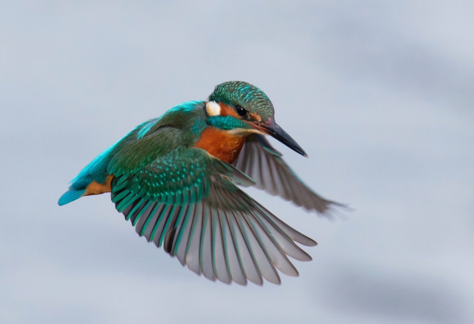  Eisvogel  ( Alcedo atthis) beim rütteln