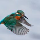  Eisvogel  ( Alcedo atthis) beim rütteln