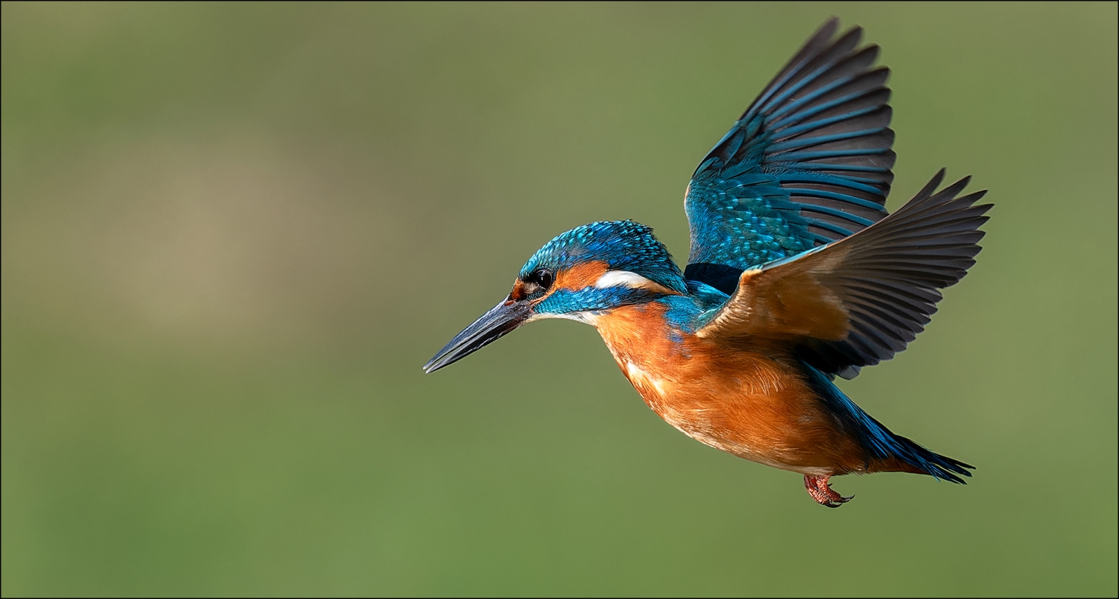 Eisvogel (Alcedo atthis) 