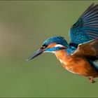 Eisvogel (Alcedo atthis) 