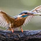 Eisvogel (Alcedo atthis)