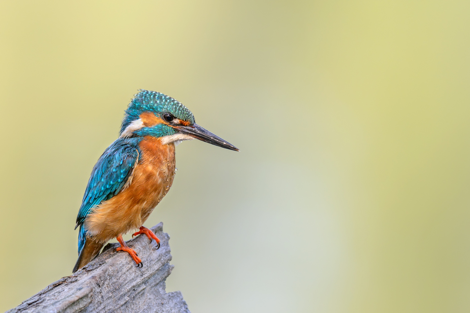 Eisvogel (Alcedo atthis)