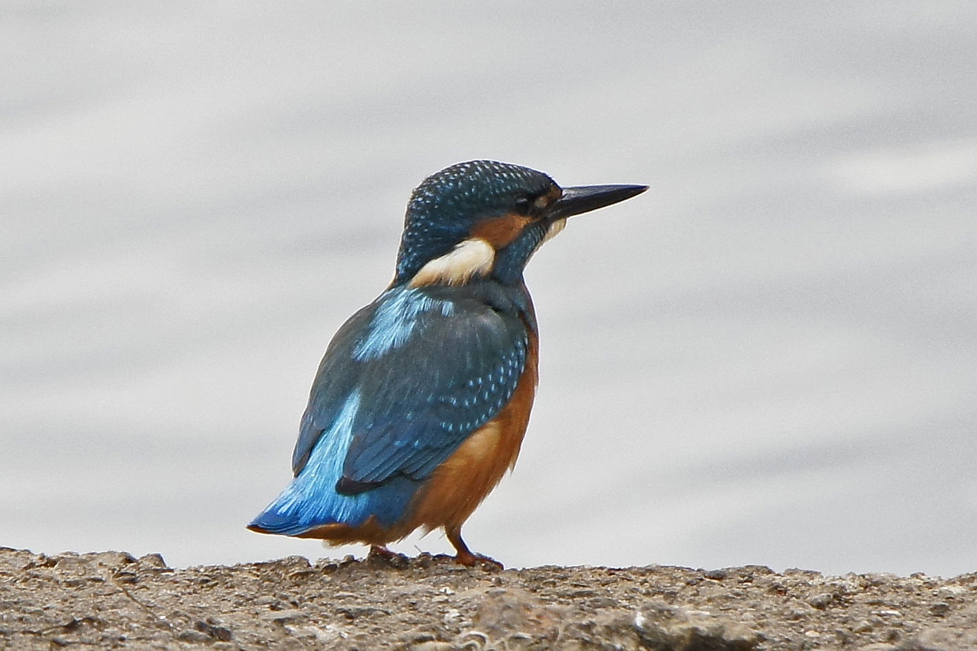 Eisvogel (Alcedo atthis)