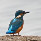 Eisvogel (Alcedo atthis)