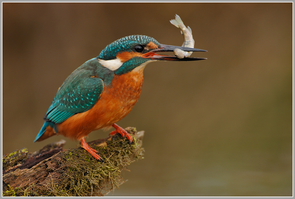 Eisvogel (Alcedo atthis)