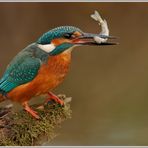 Eisvogel (Alcedo atthis)