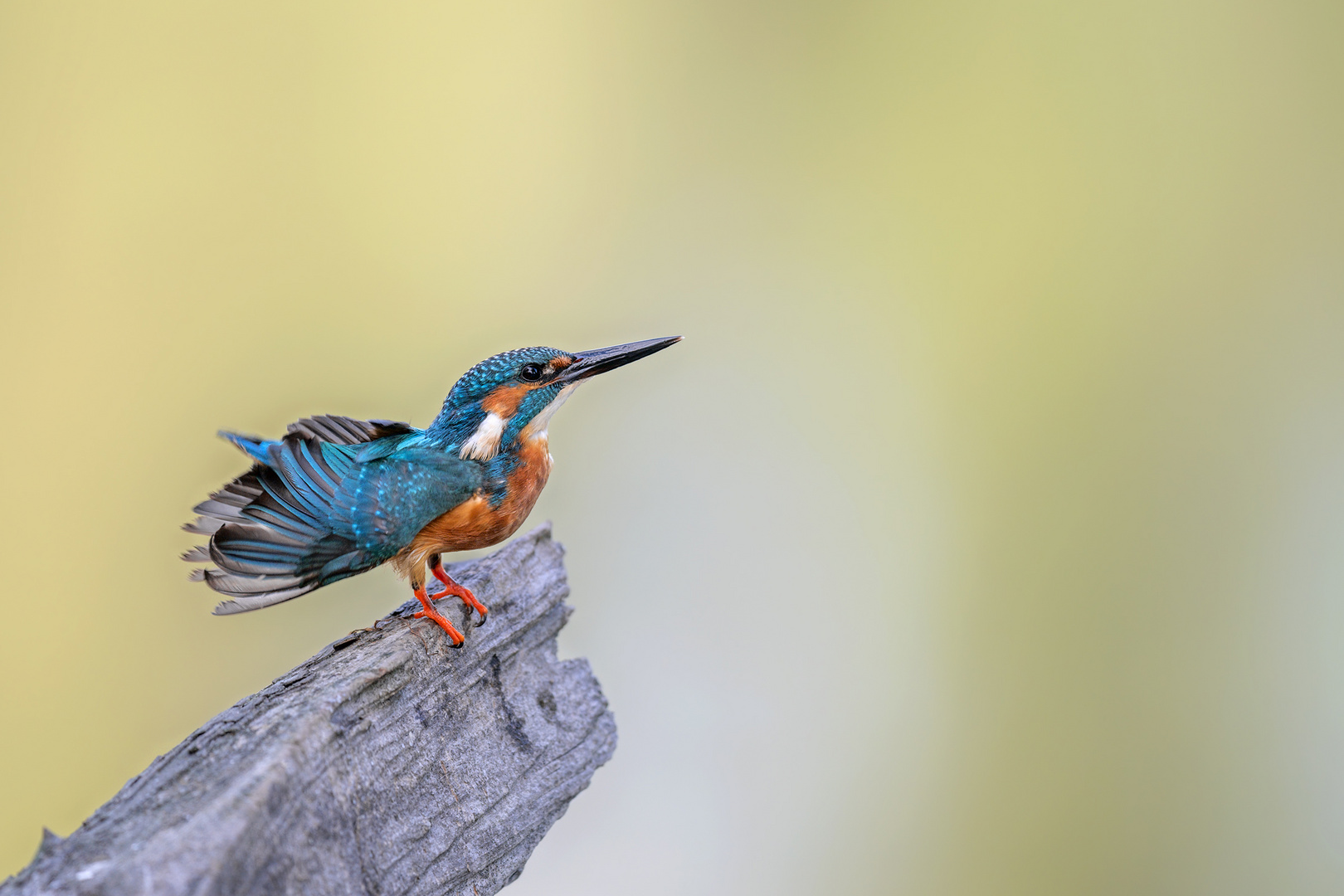 Eisvogel (Alcedo atthis)