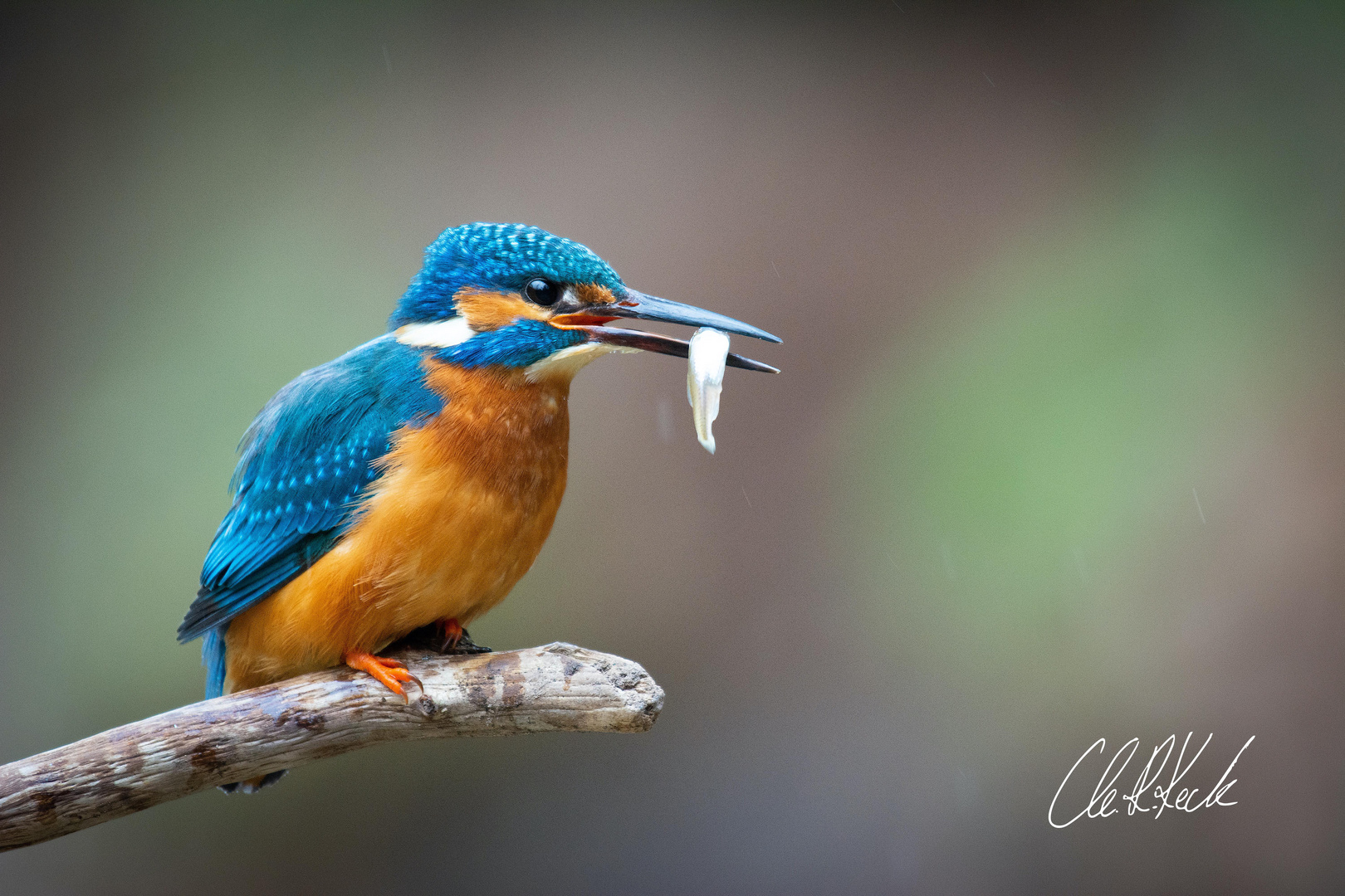 Eisvogel (Alcedo atthis)