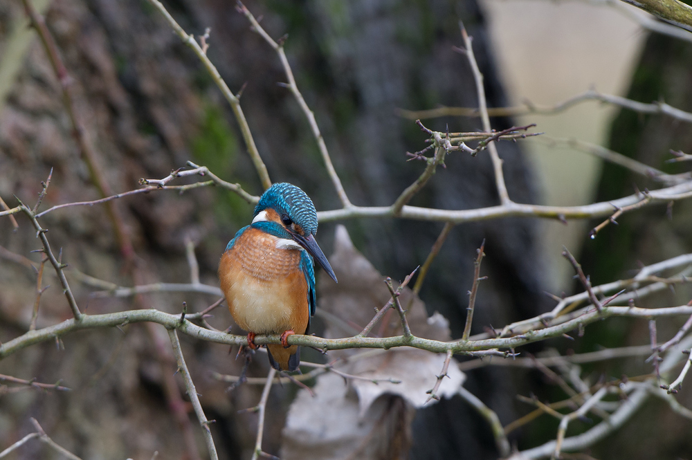 Eisvogel (Alcedo atthis)