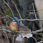 Eisvogel (Alcedo atthis)