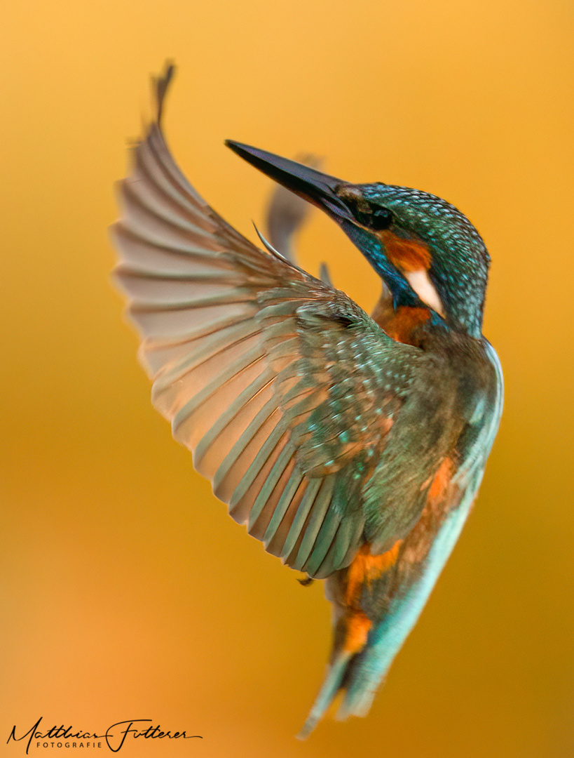 Eisvogel (Alcedo atthis)