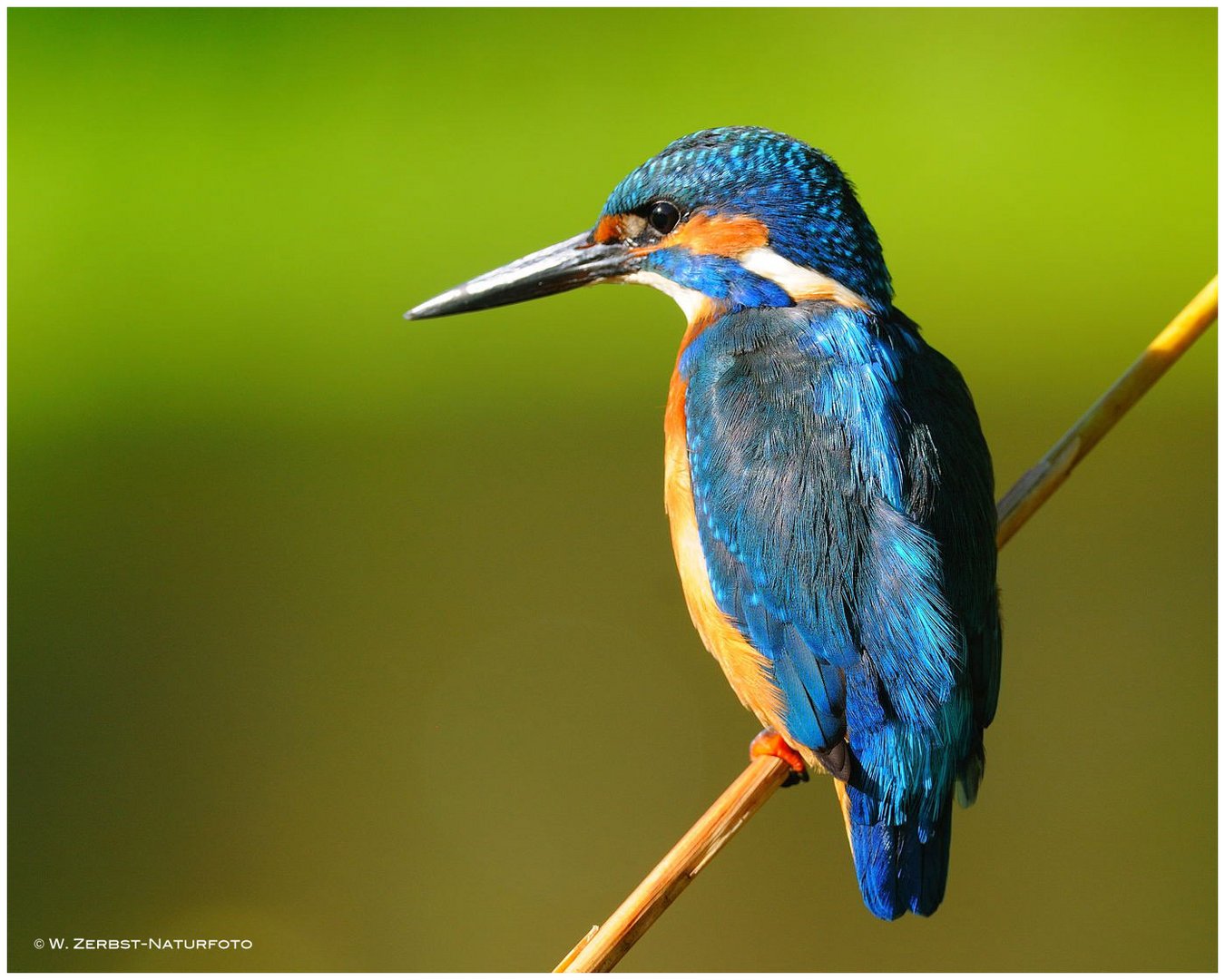 --- Eisvogel --- ( Alcedo atthis )