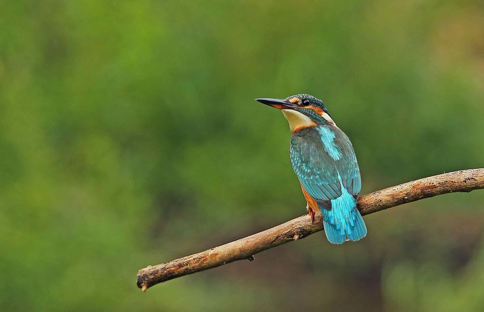 Eisvogel (Alcedo atthis)