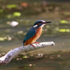 Eisvogel (Alcedo atthis)