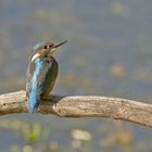 Eisvogel (Alcedo atthis)