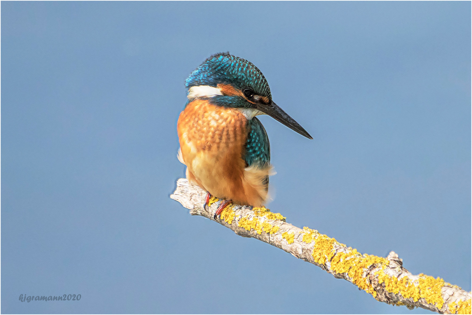 eisvogel (alcedo atthis).....