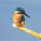 eisvogel (alcedo atthis).....