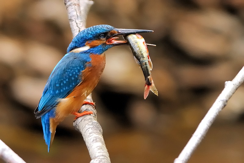 Eisvogel (Alcedo atthis)