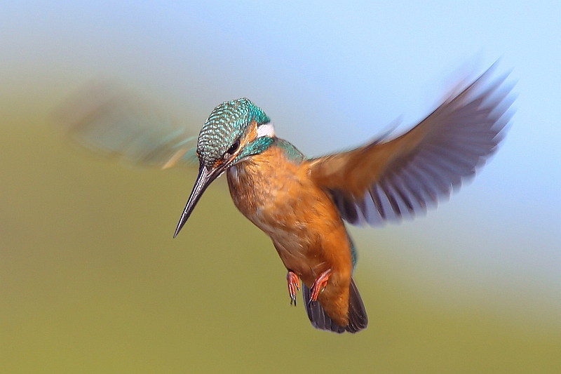 Eisvogel (Alcedo atthis)