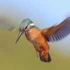 Eisvogel (Alcedo atthis)