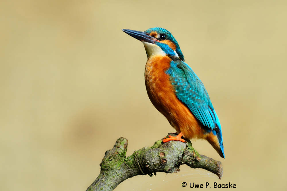 Eisvogel (Alcedo atthis) / Common Kingfisher