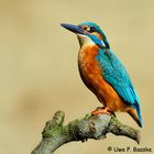 Eisvogel (Alcedo atthis) / Common Kingfisher