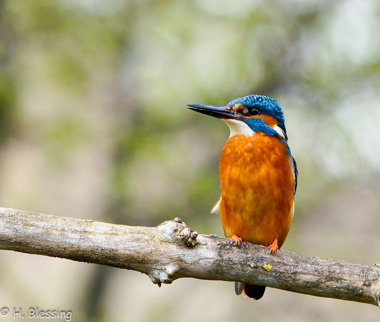 Eisvogel (Alcedo atthis)