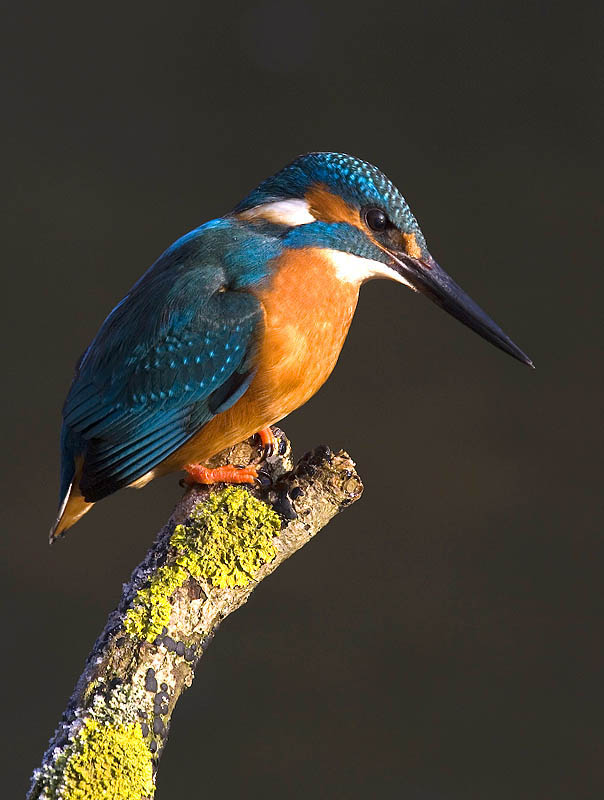 Eisvogel Alcedo atthis