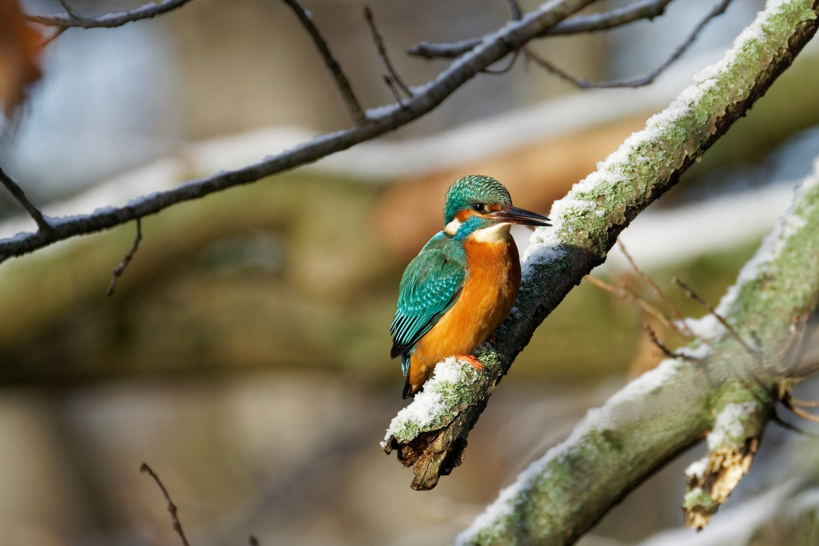 Eisvogel (Alcedo atthis)