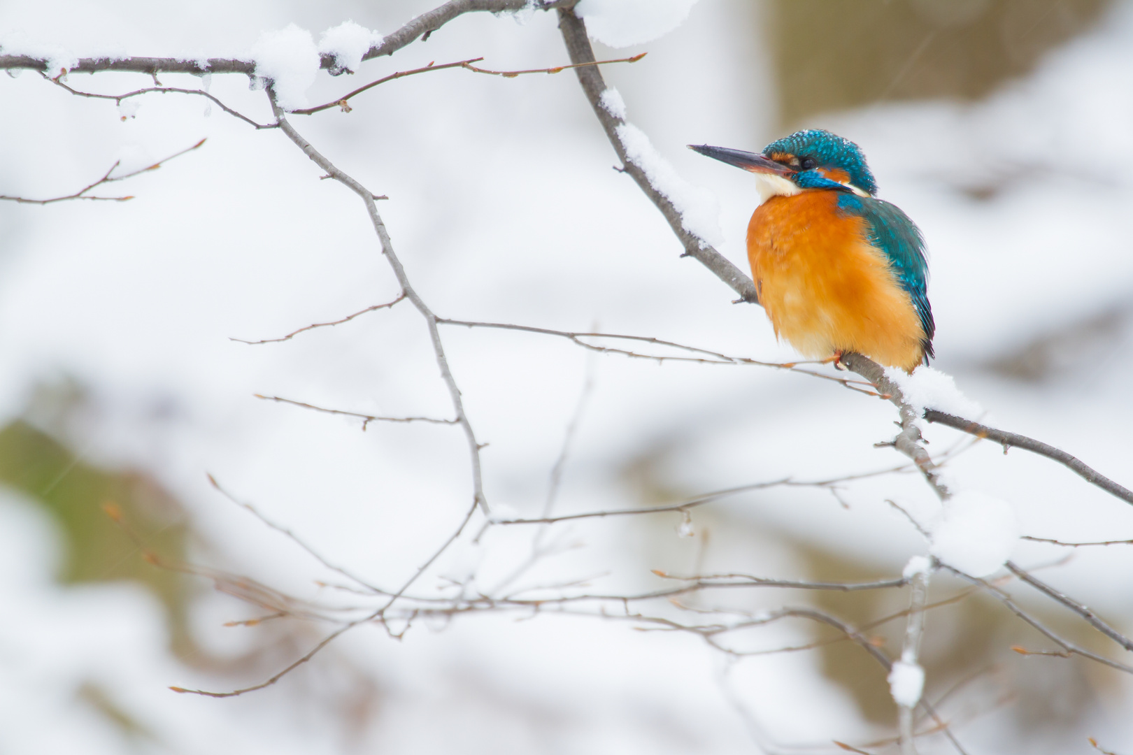 Eisvogel (Alcedo atthis)