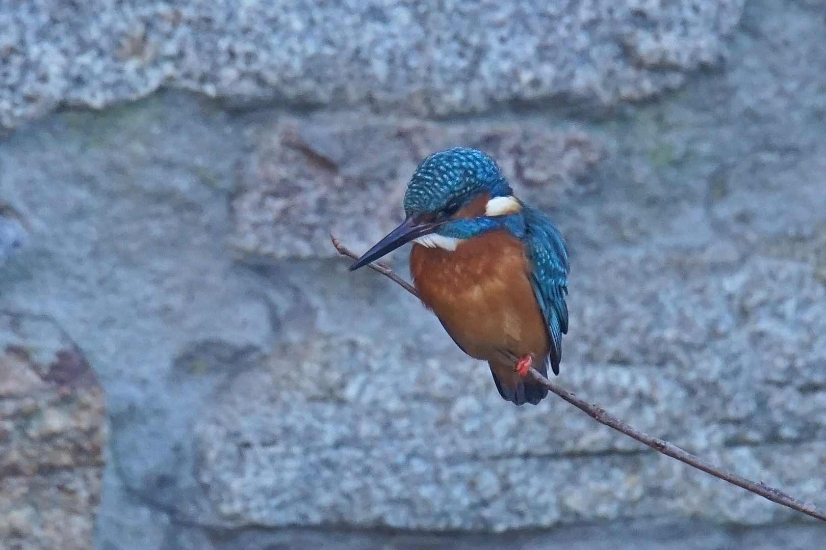 Eisvogel (Alcedo atthis)