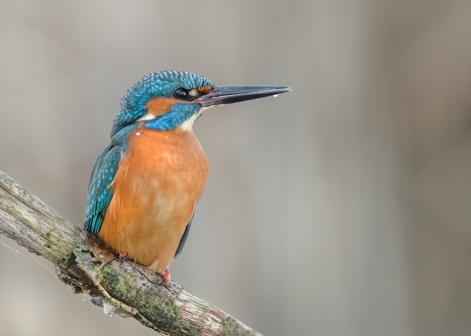 Eisvogel (Alcedo atthis)