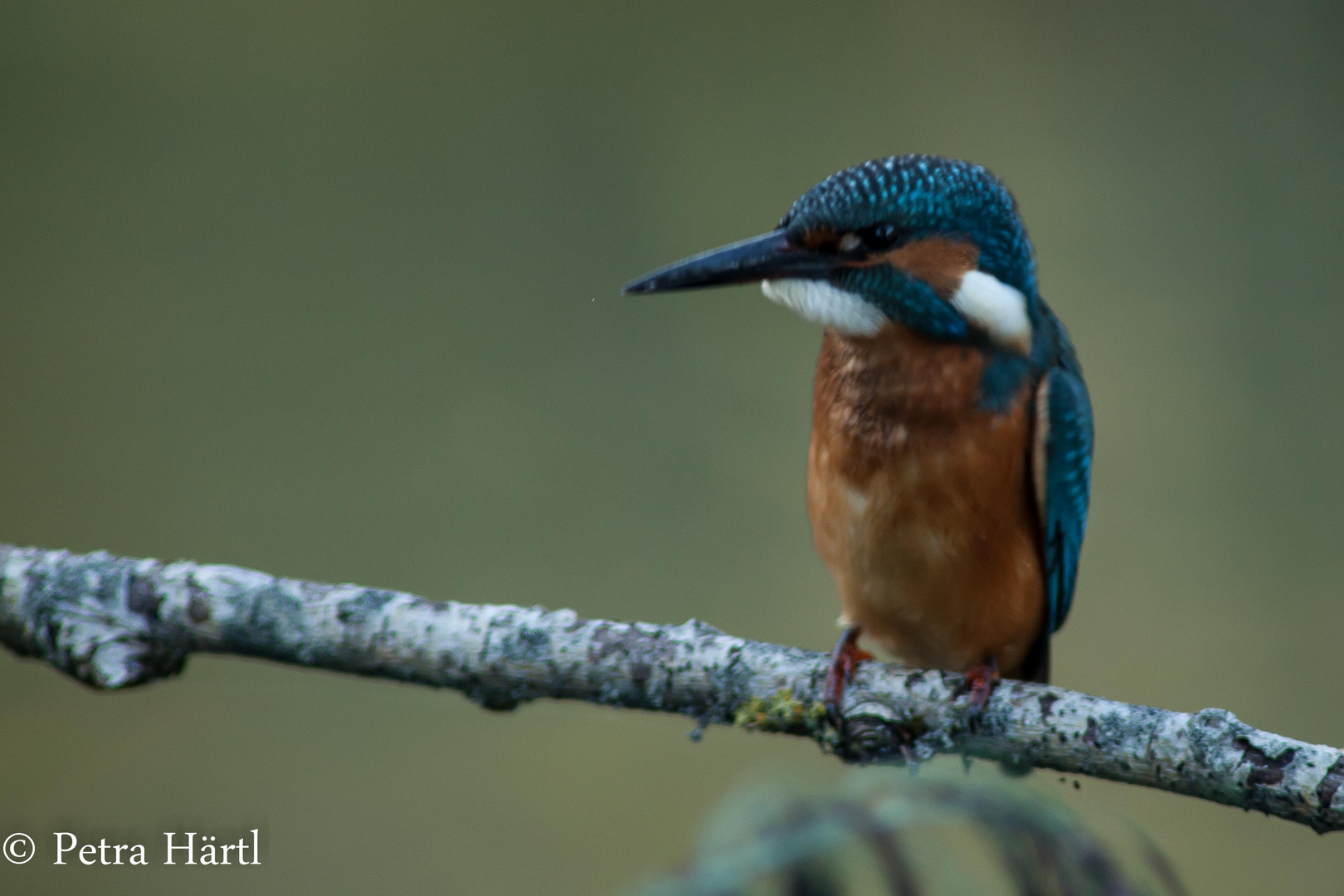 Eisvogel (Alcedo atthis)