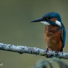 Eisvogel (Alcedo atthis)