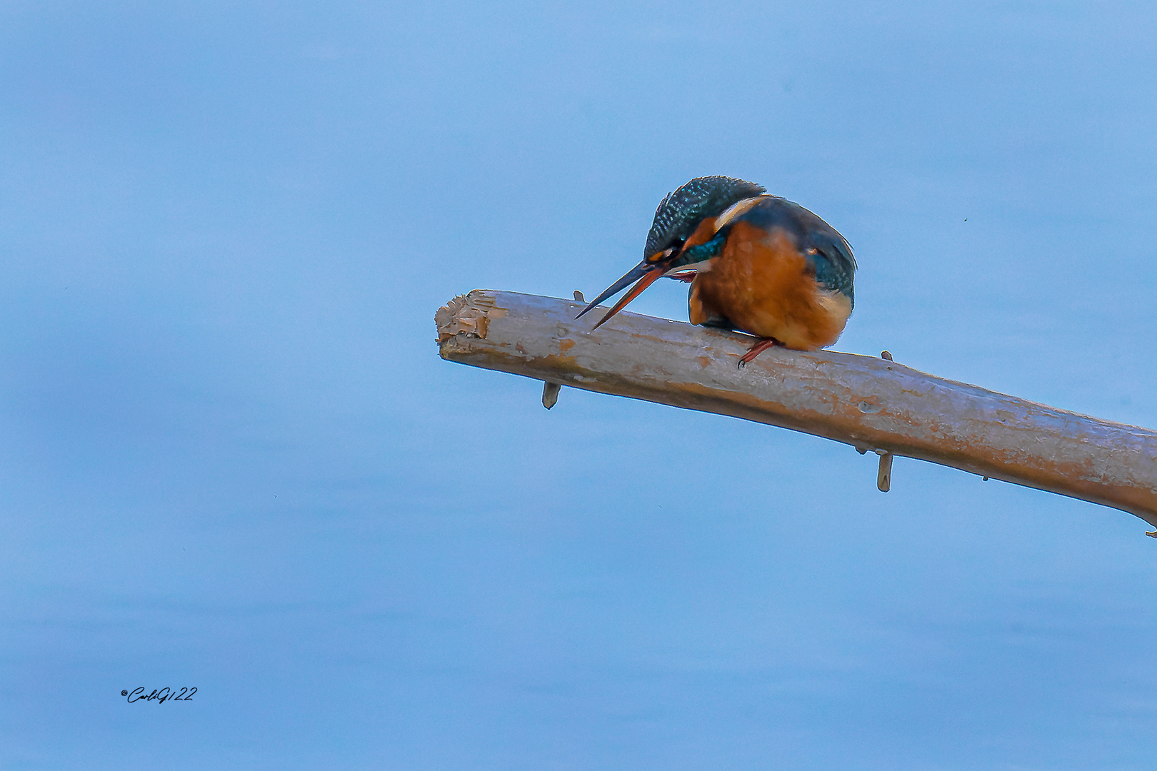 Eisvogel (Alcedo atthis) 