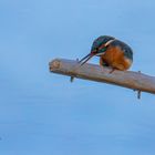 Eisvogel (Alcedo atthis) 