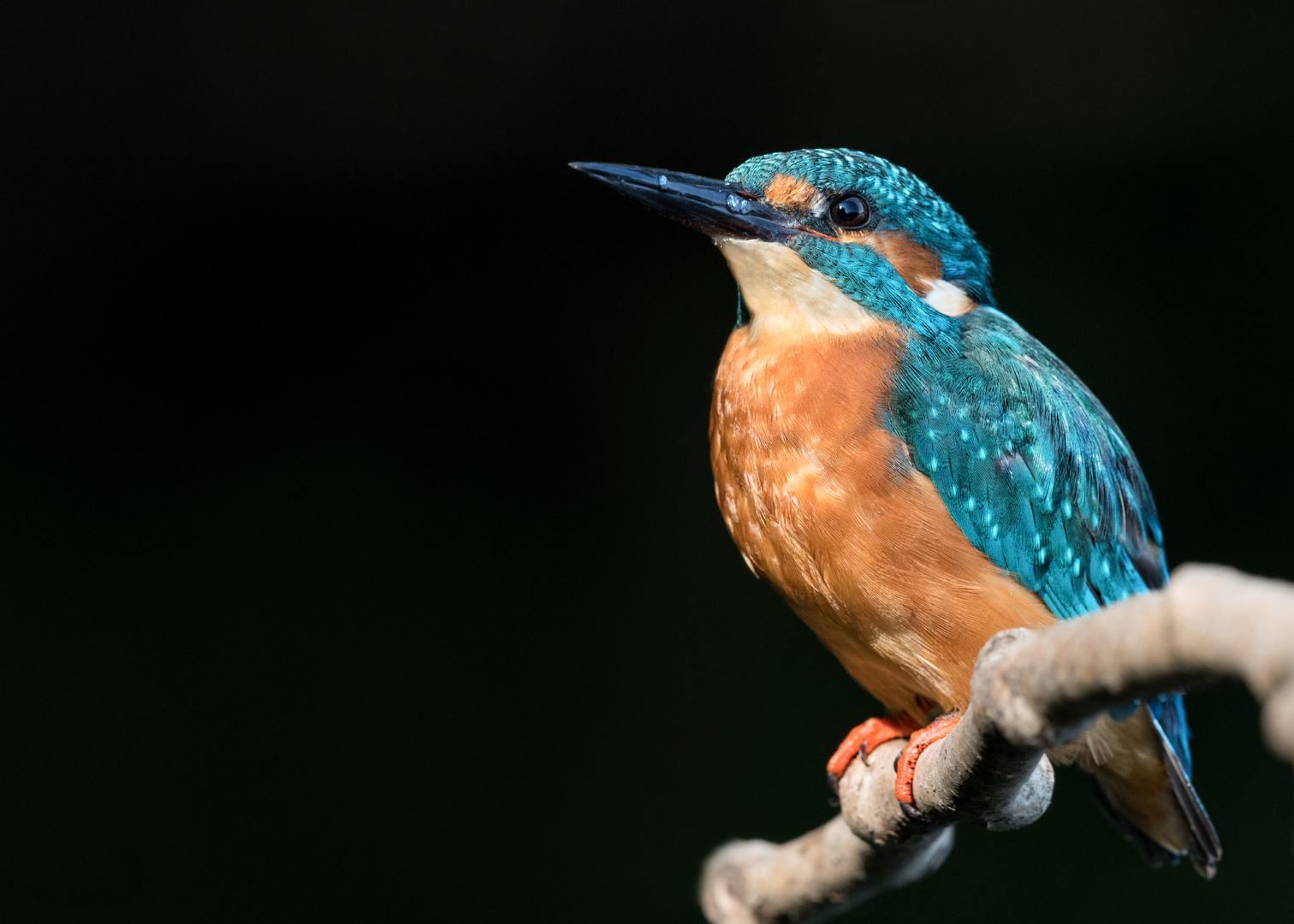 Eisvogel (Alcedo atthis)