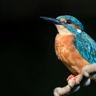 Eisvogel (Alcedo atthis)