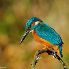  - EISVOGEL -  ( Alcedo atthis )