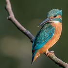 Eisvogel (Alcedo atthis)