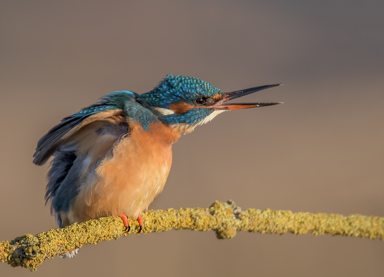  Eisvogel (Alcedo atthis)