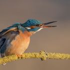  Eisvogel (Alcedo atthis)