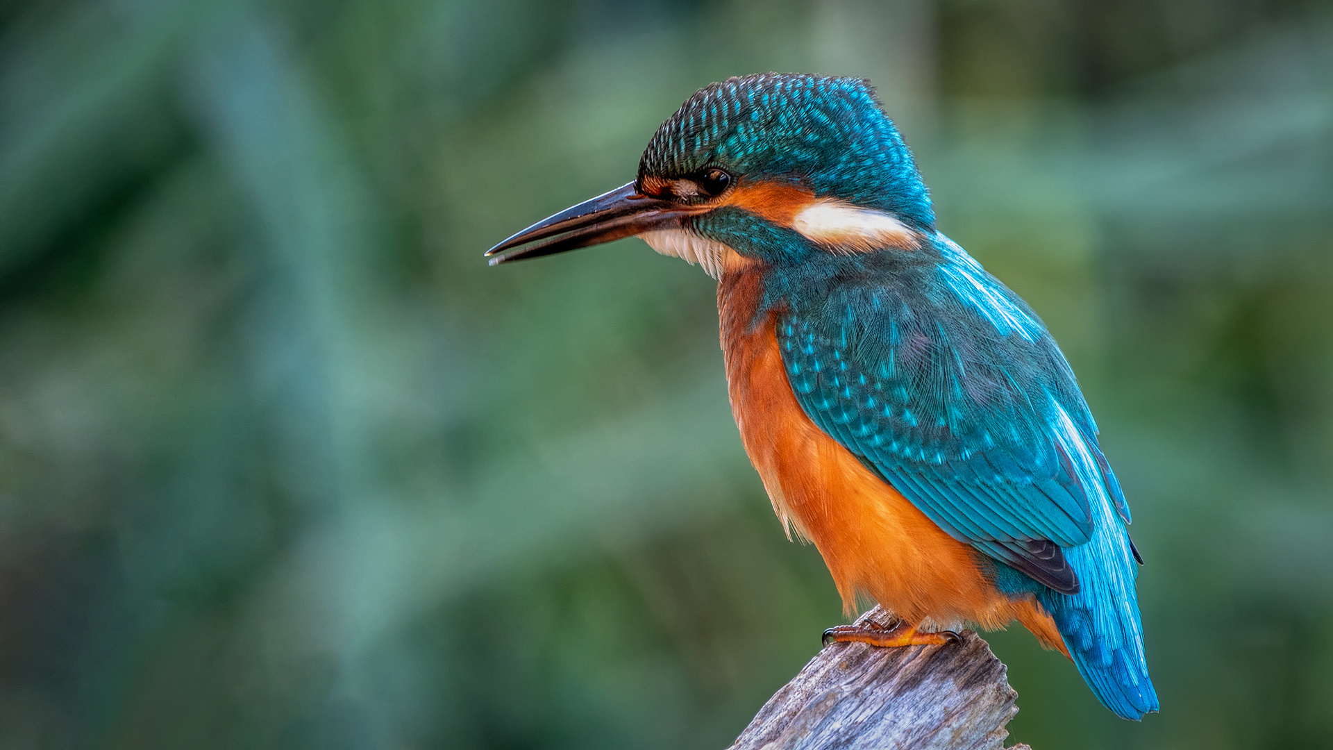 Eisvogel, Alcedo atthis 